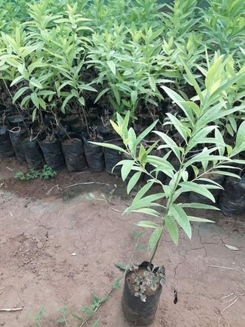 White Chandan Plant